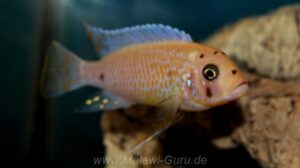 Metriaclima zebra 'Nkhungu Reef'